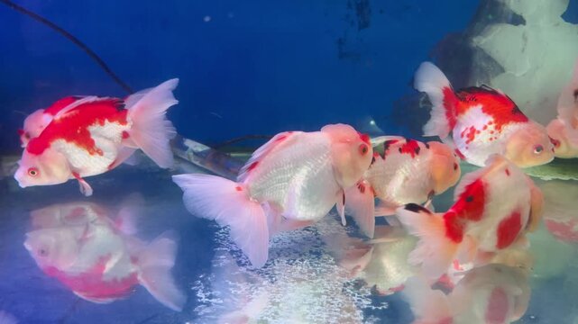 Group of Oranda Goldfish Swimming in Aquarium Tank