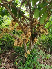 Tropical Langsat Fruit in Natural Garden