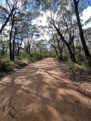 Fototapeta premium Grand Canyon Street Gravel Road in Medlow Bath, Blue Mountains, Australia