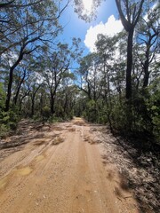 Fototapeta premium Grand Canyon Street Gravel Road in Medlow Bath, Blue Mountains, Australia