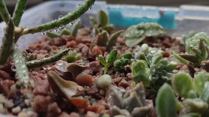 Close up succulent plants echeveria Crassulaceae. Home mini garden exotic plants hobby gardening water droplets on flower watering plants Semperv&iacute;vum and sedum in dew drops Sedum rupestre Blue Spruce