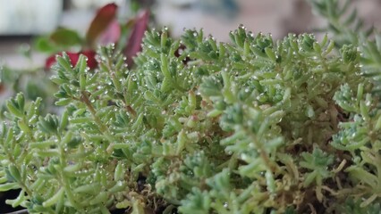 Close up succulent plants echeveria Crassulaceae. Home mini garden exotic plants hobby gardening water droplets on flower watering plants Sempervívum and sedum in dew drops Sedum rupestre Blue Spruce