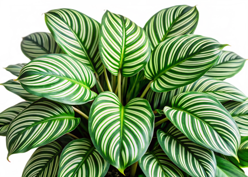 leaves calathea ornata pin stripe isolated on white background ,PNG.AI Generated.