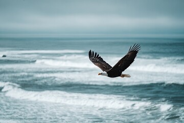 Naklejka premium Majestic Eagle Soaring Over Ocean Waves Under a Cloudy Sky in a Coastal Landscape