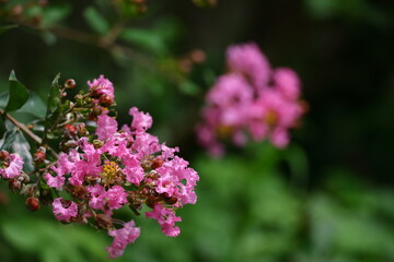 Obraz premium 真夏の青空に映える