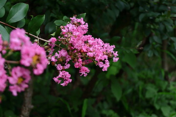 真夏の青空に映える