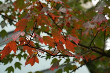 Autumn State of Mind