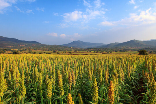 Field Sorghum Large