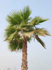 Washingtonia Palm Trees Top View, Palm Trees Full View With Their Leaves. Washingtonia Arabic Or Green Mexican Fan Trees With Blue Sky Background.
Washingtonia Robust filifera Palm Tree Closeup View 