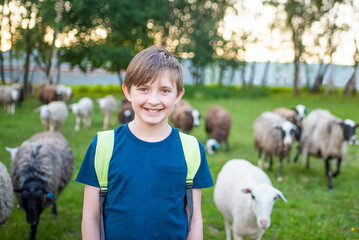 smiling boy on a farm tour. a schoolboy stands in a field with grazing sheep