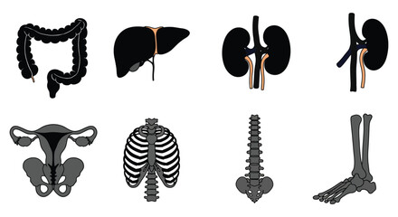 Human body organs and skeletal system illustrations