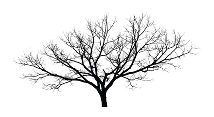 A bare tree with branches isolated on a white background