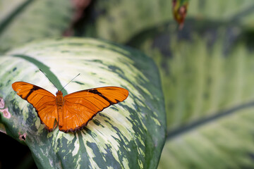 Orange butterfly resting on a leaf © taylor