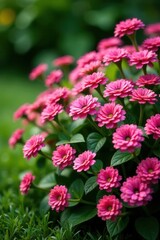 Fototapeta premium Mass of sweet alyssum spilling over a garden edge , blossom, horticulture, summer