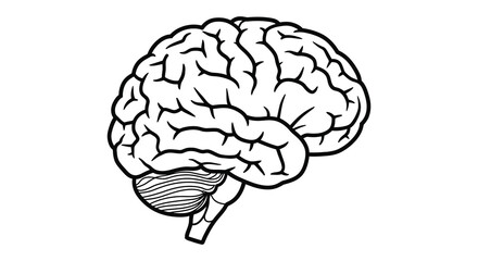A detailed illustration of a human brain with visible cerebrum and cerebellum
