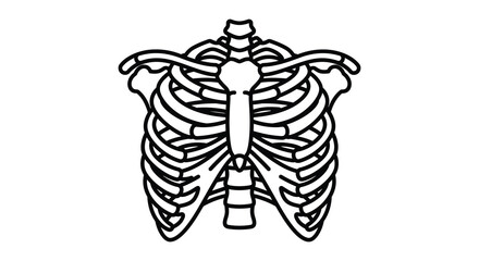 Human skeleton ribcage and spine from front view