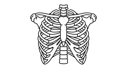 Human skeleton rib cage and shoulder girdle anatomy