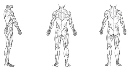 Human body muscle anatomy illustrations from multiple angles