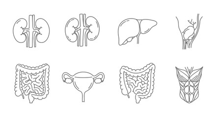 Human body organs illustrations of kidney liver and digestive system