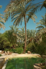 Fototapeta premium Tropical green palm trees in the park, garden, or forest under a blue summer sky in the landscape of nature