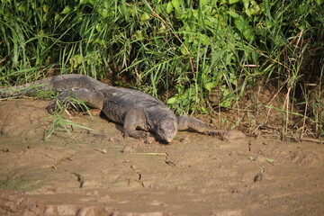 Monitor Lizard, Kinabatangan River, Borneo, Malaysia