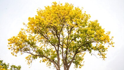 Vibrant yellow tree canopy against a white sky