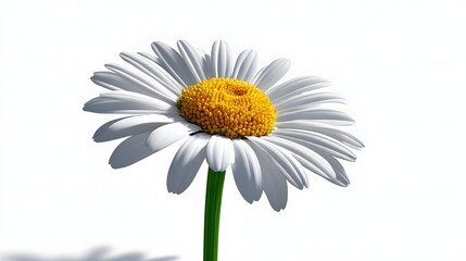 Naklejka premium Vibrant white daisy flower in bloom