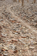 The leaves fell on the floor.