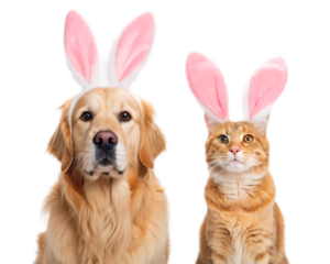 Golden retriever and orange tabby cat wearing pink bunny ears on a white background studio shot