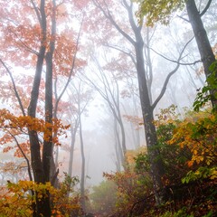Autumn Foggy Forest Path