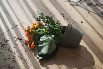 Plant pot tipped over with flowers on wooden floor