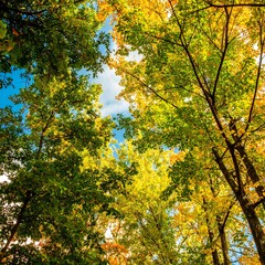 Autumn Foliage Canopy View