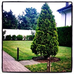 Backyard Tree Landscaping