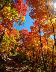 Autumn Foliage Forest Path