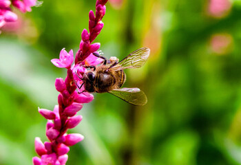 Macro photo of a honey bee on a pink flower in the garden.