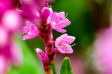 Beautiful macro photo of pink flower in the garden.