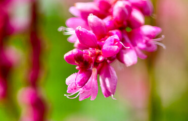 Fototapeta premium Beautiful macro photo of pink flower in the garden.