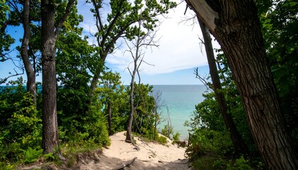 Scenic coastal path through a forest