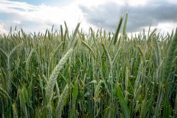 green wheat field in summer