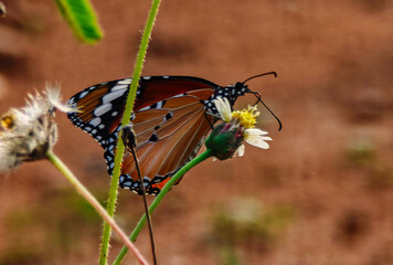 Beautiful butterfly sitting on a flower stem.