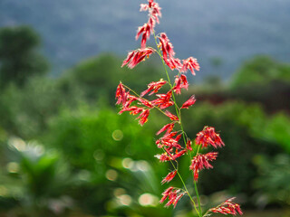 Beautiful red flowers in the garden.