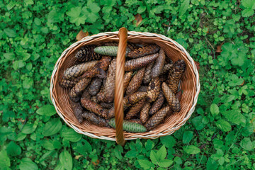 Fir cones in a wicker basket in a summer park against the background of green grass.