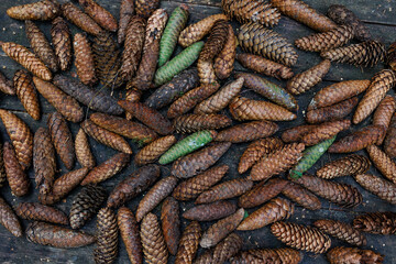 A top view of natural spruce cones scattered across a weathered wooden surface, evoking...