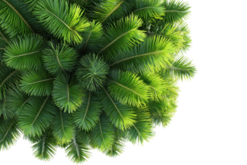 Collection of vibrant green coconut tree leaves viewed from above showcasing lush foliage and intricate leaf patterns in a tropical setting