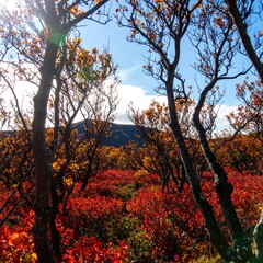 Autumn Foliage Mountain View