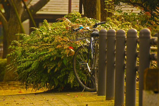 Parked bicycle with basket leaning against a fence on a quiet path, surrounded by green and autumn leaves. Peaceful urban outdoor scene with warm tones.