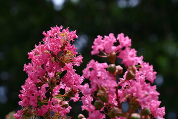 真夏の青空に映える