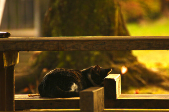 A black and white cat sleeps peacefully on a wooden bench in a park, surrounded by warm golden sunlight and a natural outdoor setting.