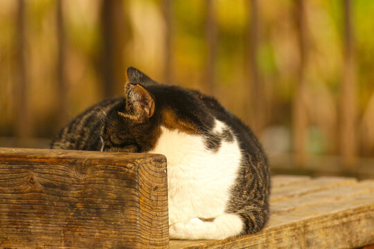 A close-up of a cat peacefully resting on a wooden bench, basking in warm sunlight with a soft golden background.