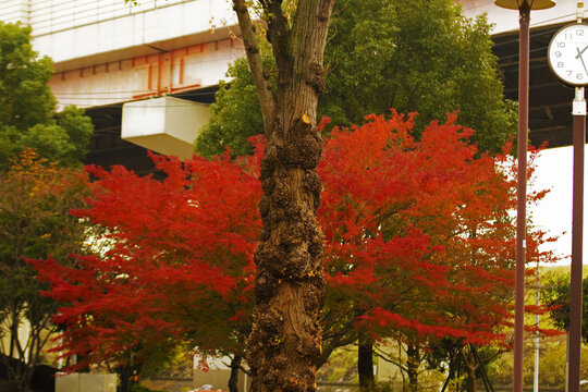 Bright red maple leaves in autumn stand out against green trees and urban structures, with a clock tower marking the time in a peaceful city park scene.